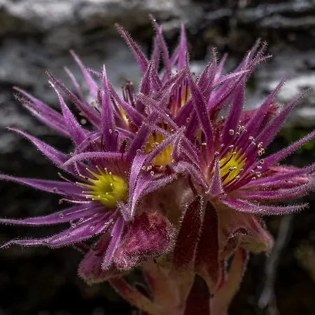 Dependance Dachsteinperle *